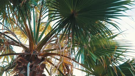 close up over palm tree leaves at daytime in the summer mediterranean climate in spain