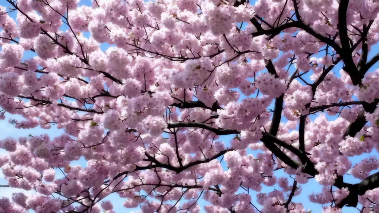 Beautiful Pink Cherry Blossoms in Spring