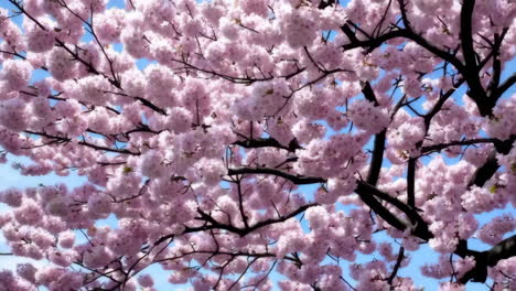 hermosas flores de cerezo rosadas en primavera