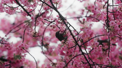 cherry blossoms and a bird