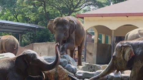 elephants at the zoo