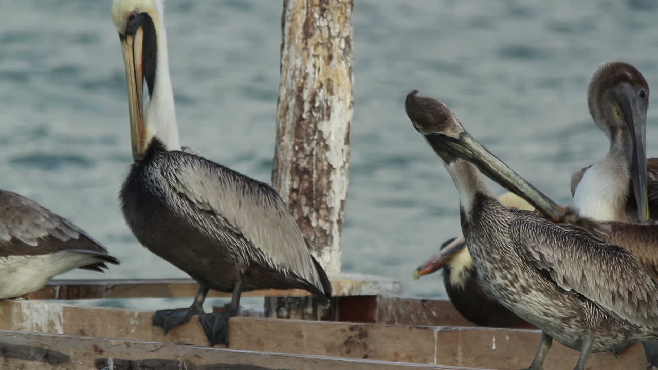 새, 야생동물, 멕시코