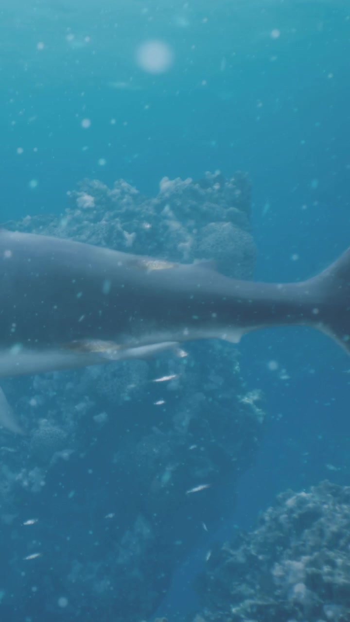 Underwater view of a shark swimming near coral reefs in clear water