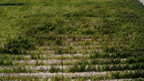 aerial - vineyard in the andes mountains, argentina, wide lowering forward shot