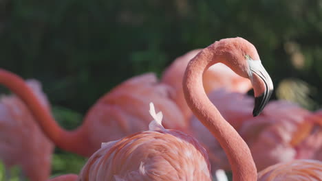 flamencos rosados de cerca