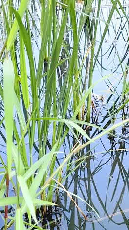 plantas de arroz verdes y exuberantes en aguas tranquilas