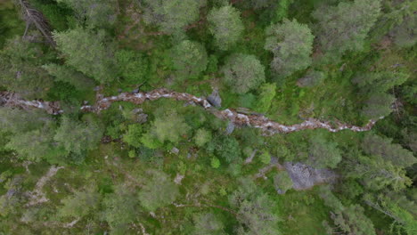 top down aerial footage showing a small mountain stream in a green forest that moves down.