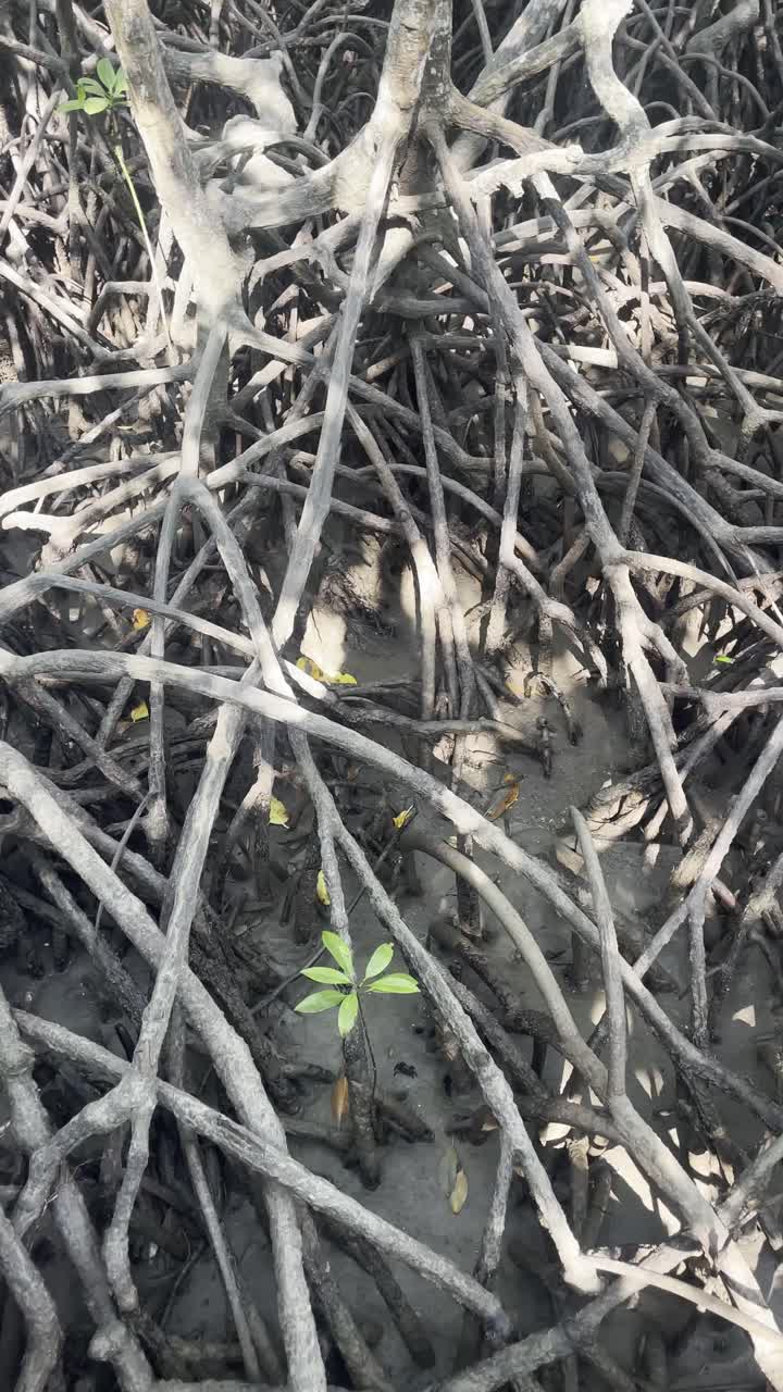 Vertical pan across intricate mangrove roots, the patterns of a coastal ecosystem retaining mud and sediment with shaded shadows and light dancing