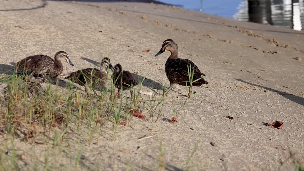 수영장 근처 에서 상호 작용 하는 오리 들