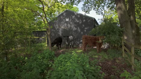 Domestic-farm-Cows-stand-in-shade-of-trees-and-old-livestock-barn