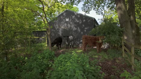 mucche di fattoria domestiche in piedi all'ombra di alberi e vecchi fienili per il bestiame