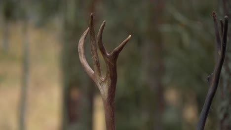 Close-up-tilt-up-shot-of-a-Reindeer-brown-scoured-antlers