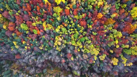 bosque de otoño con árboles de colores