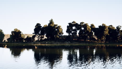 lago tranquilo con árboles reflejados en el agua