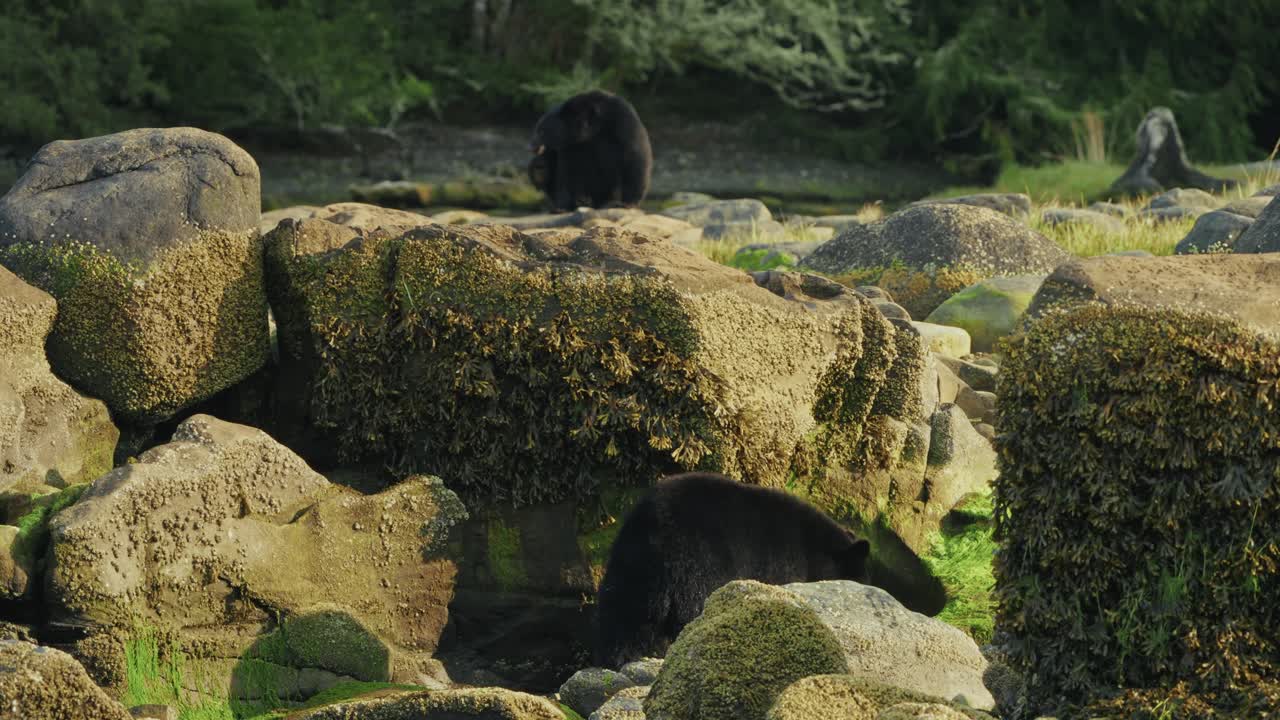 Black Bears Foraging For Food Among The Large And Mossy Rocks In Vancouver Island, Canada. - wide shot