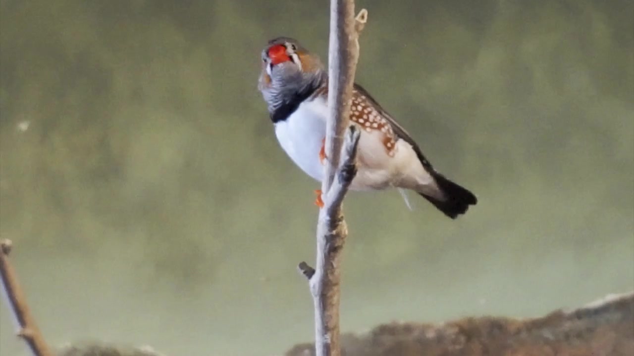 Budgie perched on branch indoors