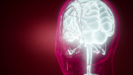 anatomía del cerebro humano