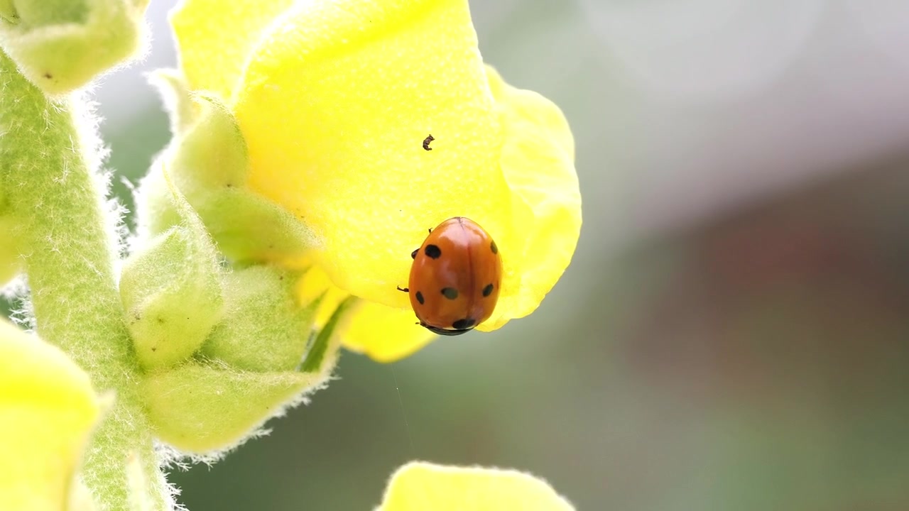 Red and black spotted ladybird on yellow mullein flower.