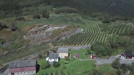 High-aerial-flyover-view-of-rows-of-pine-trees-in-pine-tree-plantation-farm-on-hill