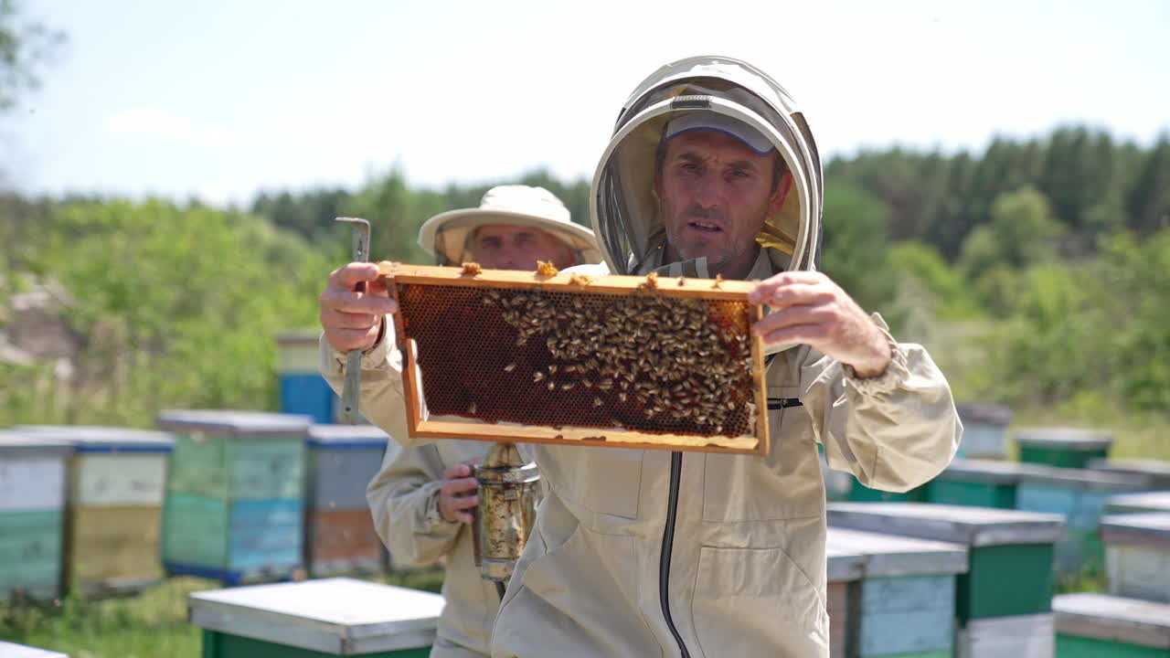 Busy apiarists working at bee farm on sunny day. Beekeeper looking at frame carefully with concern. Close up. Blurred backdrop.