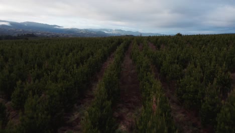 sustainable logging industry with lines of evergreen pine trees, aerial