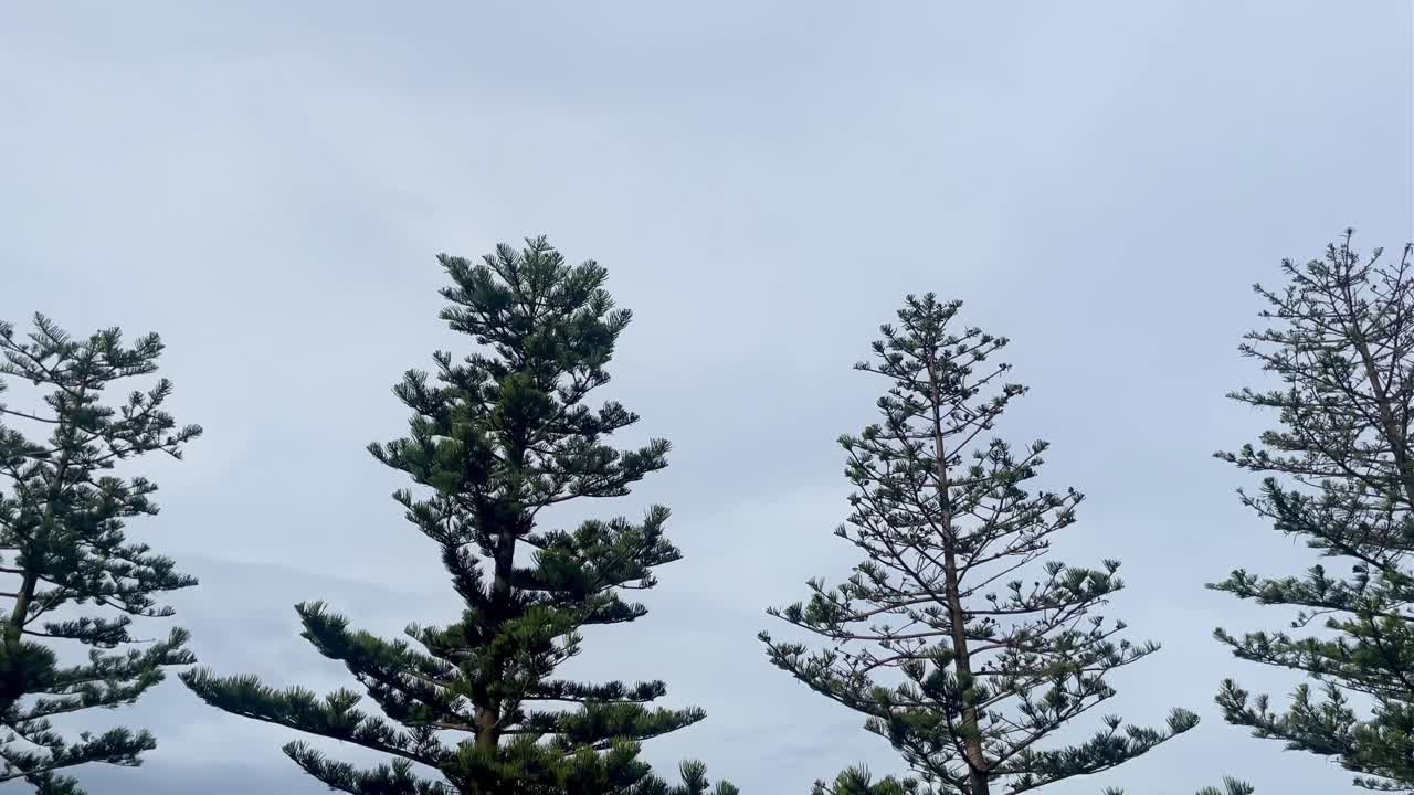 Pine trees blowing in the wind in Mosselbay in South Africa.