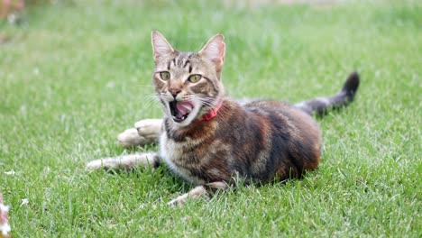 cat in grass