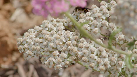 Wespe-Auf-Einer-Blume-Im-Sommer,-östlich-Von-Uns