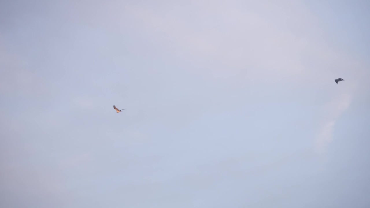 Pair of ospreys flying in the sky with each other