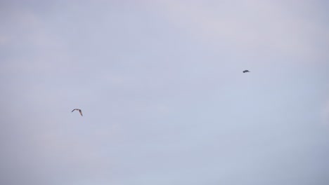 Par-De-águilas-Pescadoras-Volando-En-El-Cielo-Entre-Sí