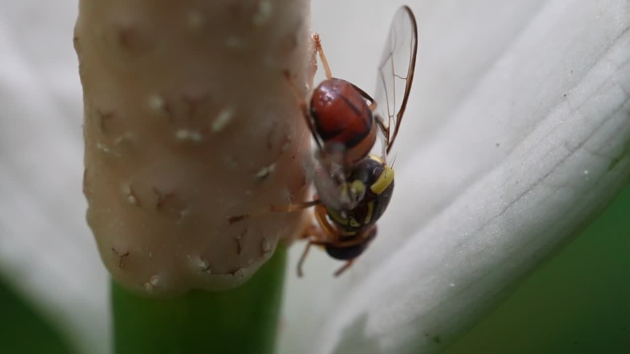 천천히 움직이는 꽃 위에 기어 다니는 벌