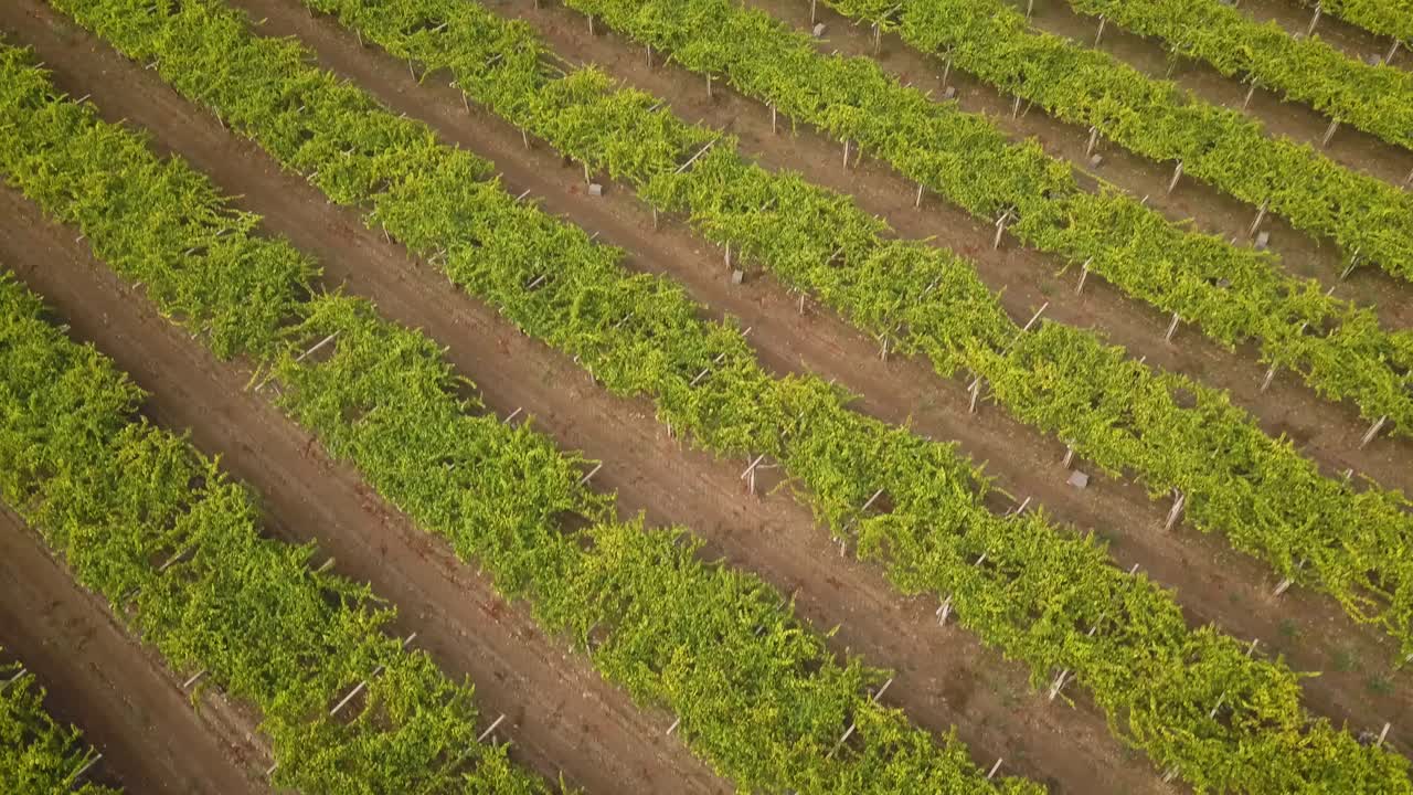 Aerial view of big green vineyard field of albariño grapes in Galicia
