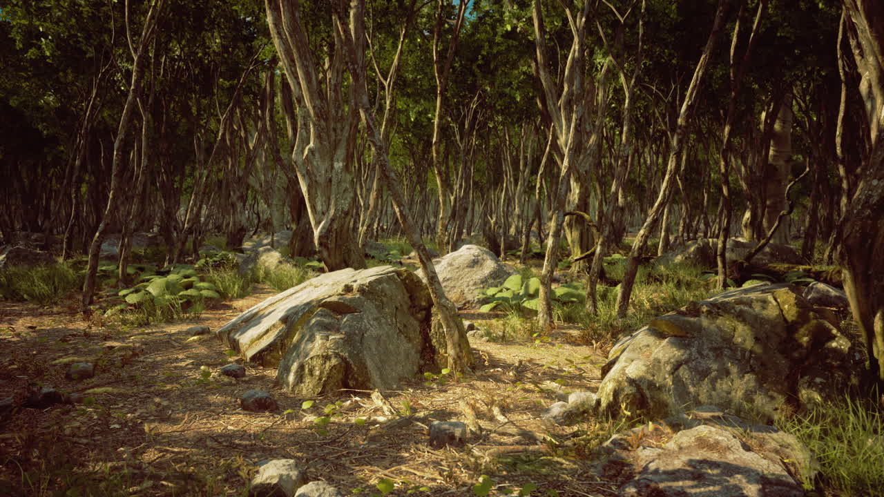 Explore a serene forest setting with lush greenery and rocky terrain