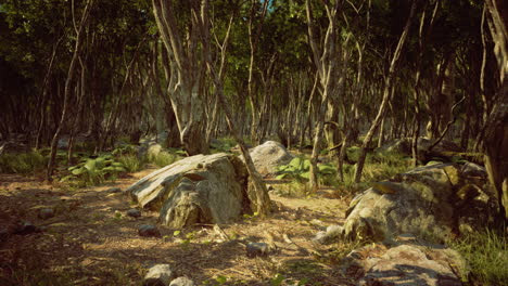 explore a serene forest setting with lush greenery and rocky terrain