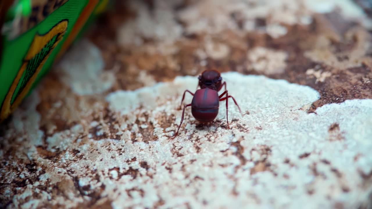 Ant walking on a surface in AltodoCaparao, Minas Gerais, Brazil with close-up focus