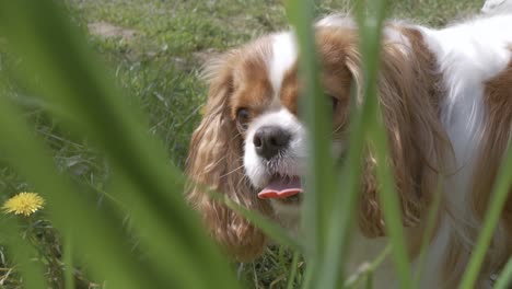 cavalier king charles spaniel. shot on super slow motion camera 1000 fps.
