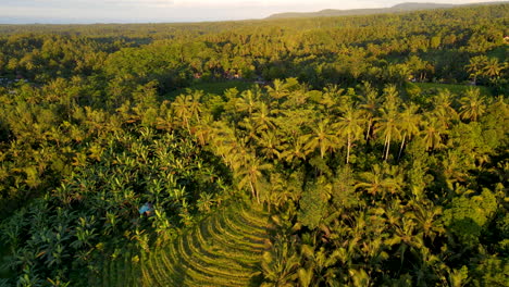 Aerial-View-Of-Rice-Fields-And-Tropical-Palm-Trees-In-Bali,-Indonesia---aerial-shot