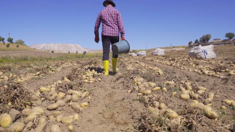 worker working in potato field.