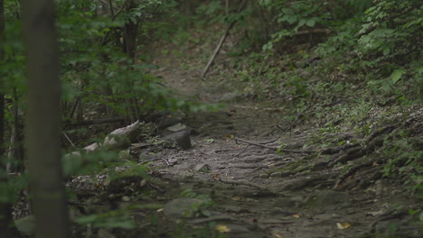 wide shot of a trail with light wind blowing through the leaves