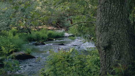 Dao-River-Zeitlupenrutsche-Hinter-Einem-Baum,-Mittlere-Nahaufnahme