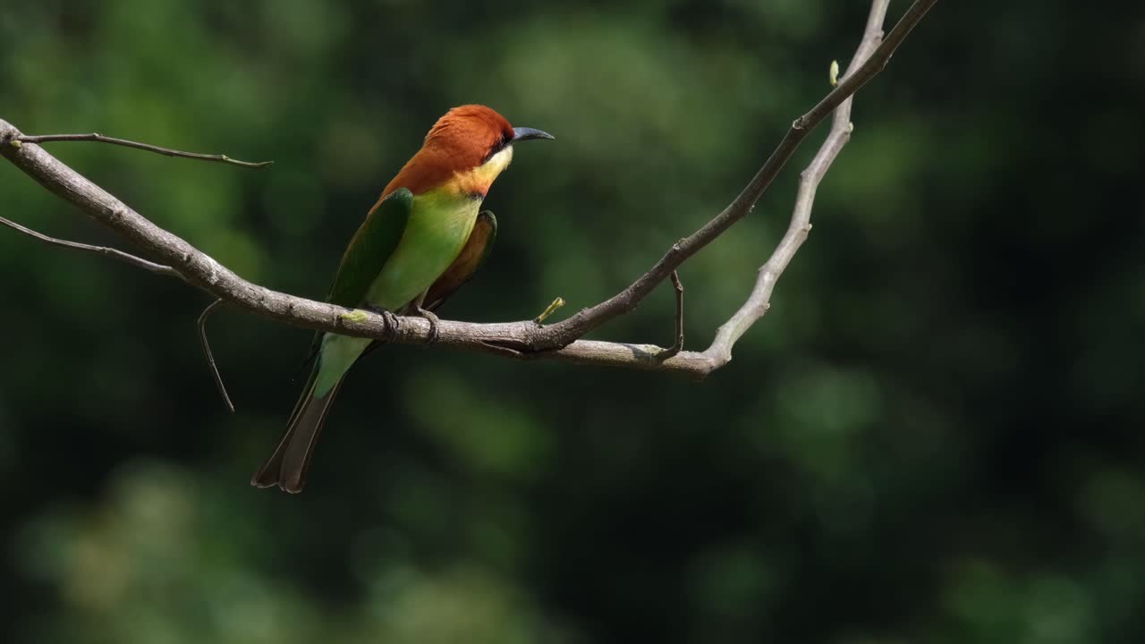abejaruco cabeza castaña merops leschenaulti, parque nacional khao yai, tailandia