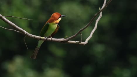 Abejaruco-De-Cabeza-Castaña-Merops-Leschenaulti,-Parque-Nacional-De-Khao-Yai,-Tailandia