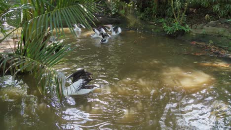 Flock-of-Australian-pelicans-swim-in-pond