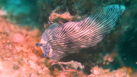 Große-Dermatobranchus-Dendronephthyphagus-Meeresschnecke-Nacktschnecke-Auf-Meeresboden