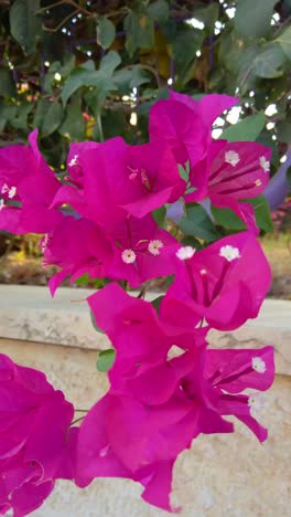 blooming bougainvillea. pink bougainvillea flowers. floral background.