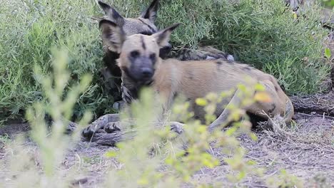 two sleeping african wild dogs are roused by a sudden noise, and look