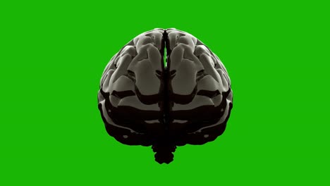 cerebro brillante negro, aislado en la pantalla verde. renderizado en 3d