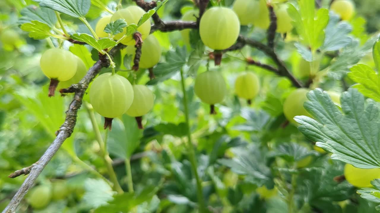 Green gooseberries growing in garden, natural berries detail, close up