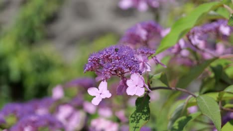 hydrangea aspera hortensia con un pequeño insecto abeja sobre ella