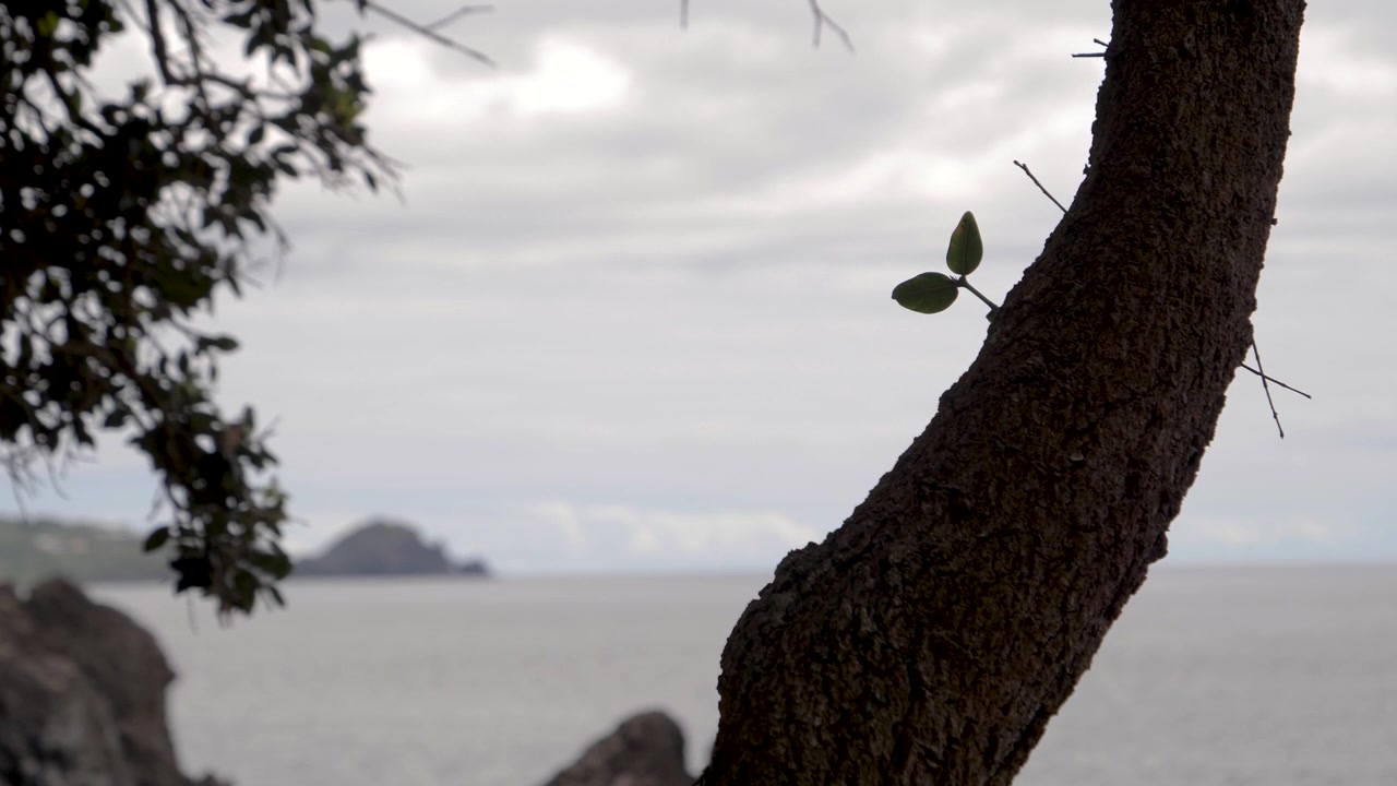 Germoglio di pianta che cresce dal tronco di un albero con paesaggio costiero oceanico